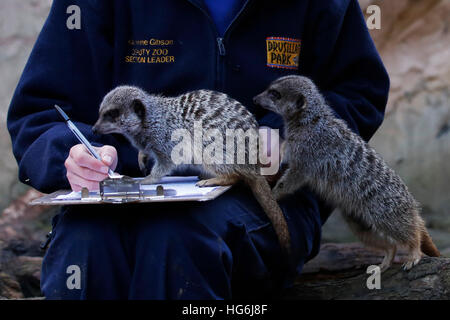 Eastbourne, Regno Unito. Gen 5, 2017. Zoo del cancelliere Katherine Gibson pone con Meerkats come ella fa annuale di conteggio degli animali a livello familiare zoo, Drusillas Park, a Alfriston vicino a Eastbourne, Regno Unito giovedì 5 gennaio 2017. Il conteggio annuale è uno dei più grandi lavori nel diario e viene intrapresa da parte degli allevatori in tutto il paese in questo momento dell'anno. Essa è completata come parte della conformità con la legislazione dello zoo, che richiede che i giardini zoologici e gli acquari per mantenere record precisi di ogni animale della nascita, della morte, di arrivo e di partenza. © Luca MacGregor/Alamy Live News Foto Stock