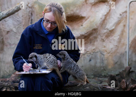 Eastbourne, Regno Unito. Gen 5, 2017. Zoo del cancelliere Katherine Gibson pone con Meerkats come ella fa annuale di conteggio degli animali a livello familiare zoo, Drusillas Park, a Alfriston vicino a Eastbourne, Regno Unito giovedì 5 gennaio 2017. Il conteggio annuale è uno dei più grandi lavori nel diario e viene intrapresa da parte degli allevatori in tutto il paese in questo momento dell'anno. Essa è completata come parte della conformità con la legislazione dello zoo, che richiede che i giardini zoologici e gli acquari per mantenere record precisi di ogni animale della nascita, della morte, di arrivo e di partenza. © Luca MacGregor/Alamy Live News Foto Stock