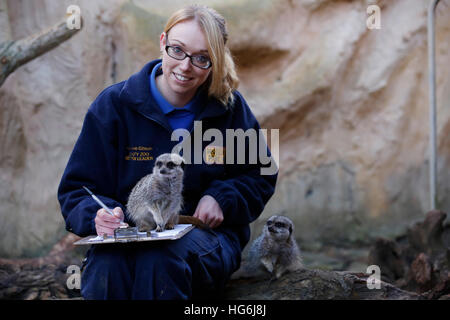 Eastbourne, Regno Unito. Gen 5, 2017. Zoo del cancelliere Katherine Gibson pone con Meerkats come ella fa annuale di conteggio degli animali a livello familiare zoo, Drusillas Park, a Alfriston vicino a Eastbourne, Regno Unito giovedì 5 gennaio 2017. Il conteggio annuale è uno dei più grandi lavori nel diario e viene intrapresa da parte degli allevatori in tutto il paese in questo momento dell'anno. Essa è completata come parte della conformità con la legislazione dello zoo, che richiede che i giardini zoologici e gli acquari per mantenere record precisi di ogni animale della nascita, della morte, di arrivo e di partenza. © Luca MacGregor/Alamy Live News Foto Stock