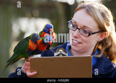 Eastbourne, Regno Unito. Gen 5, 2017. Zoo del cancelliere Katherine Gibson pone con Rainbow Lorikeet parots come ella fa annuale di conteggio degli animali a livello familiare zoo, Drusillas Park, a Alfriston vicino a Eastbourne, Regno Unito giovedì 5 gennaio 2017. Il conteggio annuale è uno dei più grandi lavori nel diario e viene intrapresa da parte degli allevatori in tutto il paese in questo momento dell'anno. Essa è completata come parte della conformità con la legislazione dello zoo, che richiede che i giardini zoologici e gli acquari per mantenere record precisi di ogni animale della nascita, della morte, di arrivo e di partenza. Luca@lukemacgr © Luca MacGregor/Alamy Live News Foto Stock