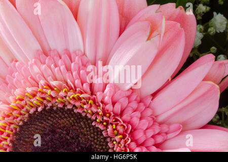 Pink Gerbera Daisy close-up è vista dalla parte superiore e che risiedono sul lato inferiore sinistro del telaio Foto Stock