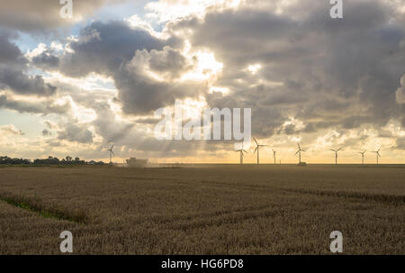 Tramonto su cornfield Foto Stock