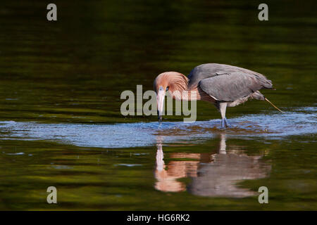 Reddish Garzetta (Egretta rufescens) pesca in acque poco profonde, Ding Darling NWR, Florida, Stati Uniti d'America Foto Stock