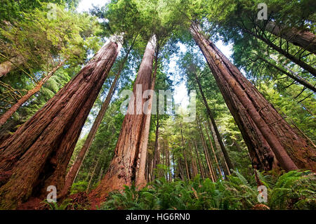 Redwood foresta , Jedediah Smith Redwood State Park, California, Stati Uniti d'America Foto Stock