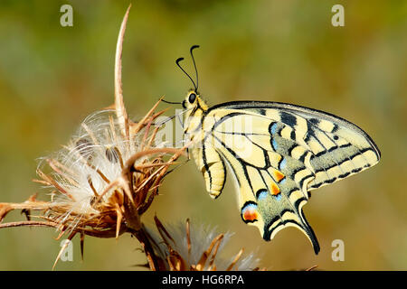 A coda di rondine, a farfalla Papilio machaon, Israele Foto Stock