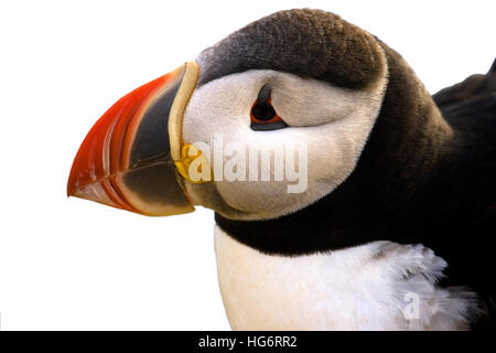 Atlantic Puffin (Fratercula arctica) Foto Stock