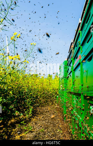 Uno sciame di api volando verso i loro alveari Foto Stock