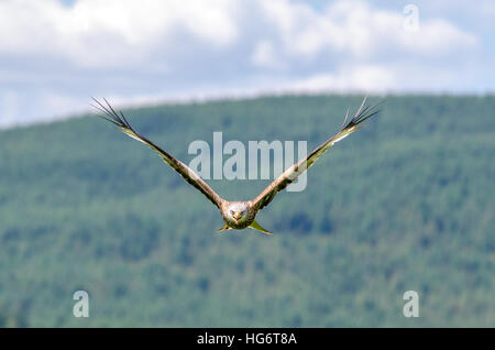 Un Nibbio reale (Milvus milvus) con ali distese di file di testa con una foresta sul pendio della collina e nuvoloso cielo blu in background, Galloway, Scozia Foto Stock