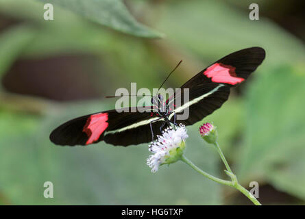 Red portalettere butterfly (Heliconius erato) alimentazione su un fiore, Belize, America Centrale Foto Stock