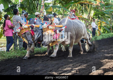 Buffalo in costume gara attorno al circuito Makepung al Jembrana Cup 2016 Foto Stock