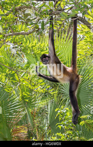 Yucatan Geoffroy's spider monkey (Ateles geoffroyi) facendo bagni di sole nella foresta pluviale, Belize, America Centrale Foto Stock