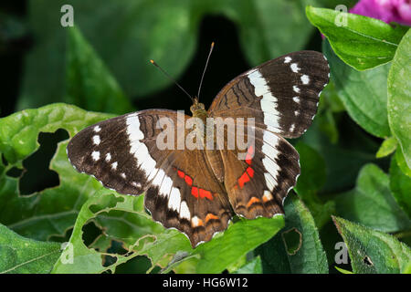 Nastrare pavone o di Fatima butterfly (Anartia Fatima), Belize, America Centrale Foto Stock