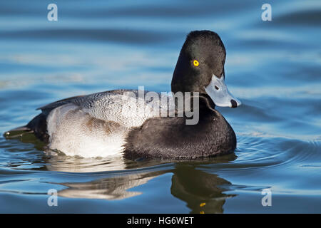 Maschio Scaup minore Foto Stock