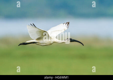 A testa nera ibis in Arugam Bay Lagoon, Sri Lanka ; specie Threskiornis melanocephalus famiglia di Threskiornithidae Foto Stock