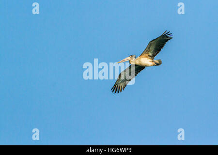 Spot-fatturati pelican in Arugam Bay Lagoon, Sri Lanka ; specie Pelecanus philippensis famiglia di Pelecanidae Foto Stock