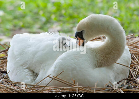 Bianco Cigno - Cygnus olor e Cygnet sulla sua schiena Foto Stock