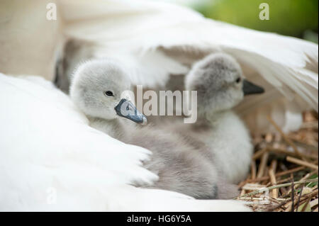 Bianco Cigno Cygnets - Cygnus olor appena schiuse Foto Stock