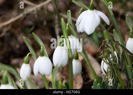 Gennaio fiori del gigante snowdrop, Galanthus elwesii 'Godfrey Owen' Foto Stock