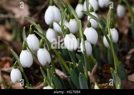 Gennaio fiori del gigante snowdrop, Galanthus elwesii 'Godfrey Owen' Foto Stock