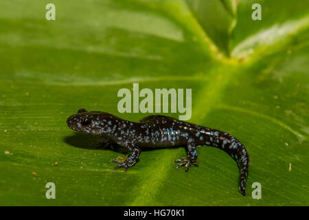 Una chiusura di un Blu-salamandra pezzata isolato su una foglia verde Foto Stock