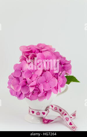 Mazzetto di ortensie rosa fiori in un vaso su sfondo bianco Foto Stock