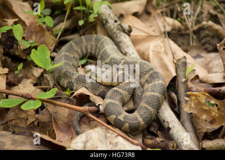 A nord di serpente di acqua su un suolo della foresta. Foto Stock