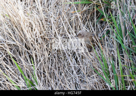 Cobb di Wren a nido entrata sulla isola di carcassa nelle Falkland Foto Stock