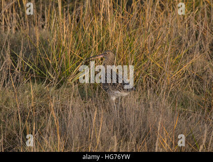 Eurasian Curlew, Numenius arquata, adulto, in erba lunga con polpa di granchio, Morecambe Bay, Lancashire, Inghilterra, Regno Unito Foto Stock