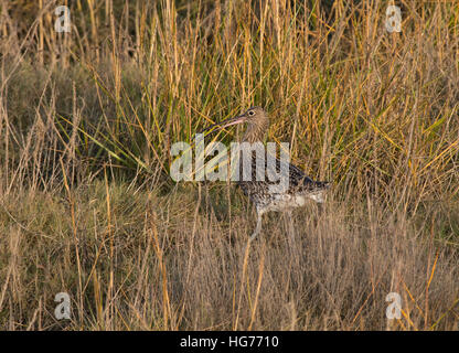 Eurasian Curlew, Numenius arquata, adulto, in erba lunga con polpa di granchio, Morecambe Bay, Lancashire, Inghilterra, Regno Unito Foto Stock