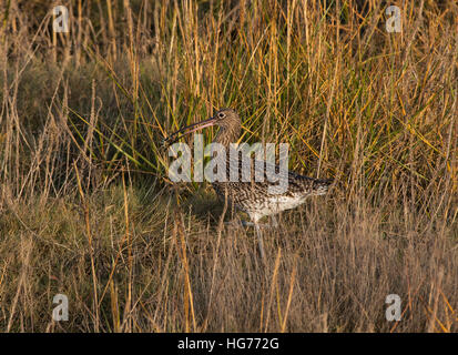 Eurasian Curlew, Numenius arquata, adulto, in erba lunga con polpa di granchio, Morecambe Bay, Lancashire, Inghilterra, Regno Unito Foto Stock