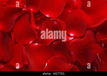 Close up di petali di rosa sfondo. Foto Stock