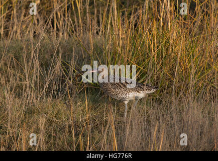 Eurasian Curlew, Numenius arquata, adulto, in erba lunga con polpa di granchio, Morecambe Bay, Lancashire, Inghilterra, Regno Unito Foto Stock