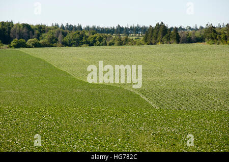 La piantagione di patate - Prince Edward Island - Canada Foto Stock