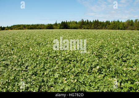 La piantagione di patate - Prince Edward Island - Canada Foto Stock