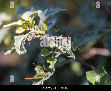 Katydids si trovano in Messico. Foto Stock