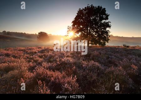 Bellissima alba dietro di quercia su heath in estate Foto Stock