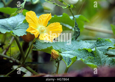 Fiori di zucca, Foto Stock