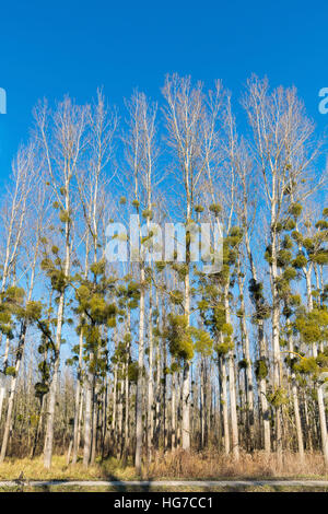 Vischio su alberi di pioppo in inverno foresta vicino strada sterrata Foto Stock