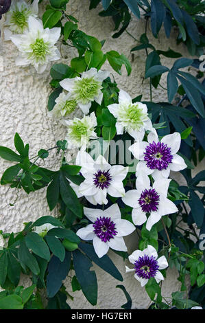 Clematis florida var sieboldiana e var flore-pleno in un giardino Veranda Foto Stock