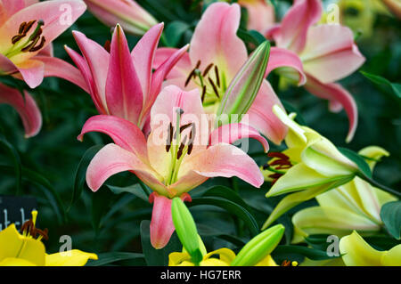La fioritura del giglio Baywatch ""in un giardino cottage Foto Stock