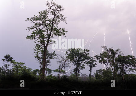 Molti fulmini durante la drammatica temporale con pioggia albero di foresta sagome in primo piano, Camerun, Africa Foto Stock