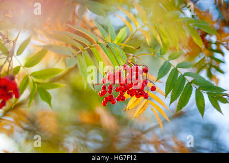 Giapponese Rowan tree con bacche rosse noto anche come Sorbus commixta 'Embley' Foto Stock