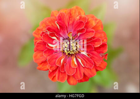 Arancio brillante Zinnia fiore contro un sfondo morbido Foto Stock