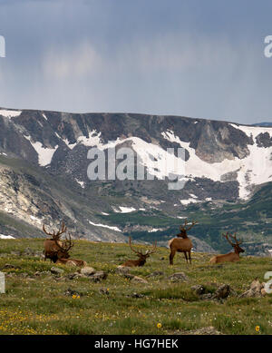 Tempesta di pioggia e bull elk sulla tundra Rocky Mountain National Park in Colorado Foto Stock