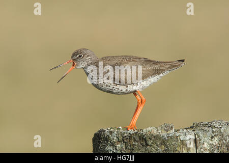 Maschio di chiamata comune (Redshank Tringa totanus) su fencepost Foto Stock