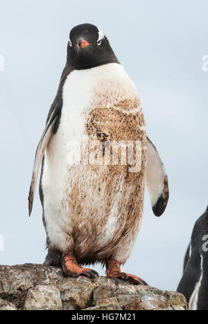 Pinguino gentoo in piedi sulle rocce e impantanato nel fango della colonia Foto Stock