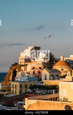 La città dell'isola di Ponza, Italia illuminato dalla luce dorata del tramonto mentre un gabbiano vola da. Foto Stock