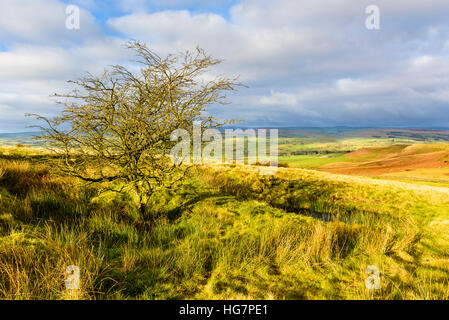 Albero solitario sul Flasby cadde nel Yorkshire Dales National Park nelle vicinanze Skipton Foto Stock
