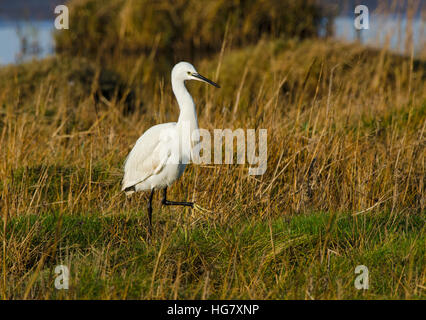 Garzetta, Egretta garzetta, caccia nella prateria sul bordo di estuario, Lancashire, Regno Unito Foto Stock