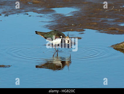 Pavoncella, Vanellus vanellus, riflessa nella piscina poco profonda rovistando sulla baia di Morecambe, England, Regno Unito Foto Stock